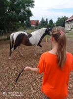 Training für Pferd und Mensch Brandenburg - Falkenberg/Elster Vorschau