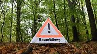 Baumfällung, Baumpflege Sachsen-Anhalt - Kuhfelde Vorschau