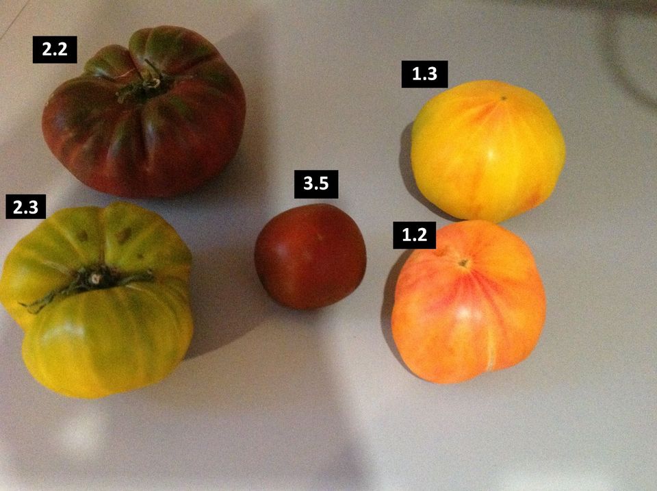 Tomatenpflanzen, alte Bio Sorten u.a. aus der Provence Spende UA in Wiesbaden