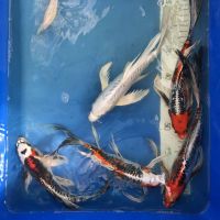 Koi Butterfly, verschiedene Varietäten, 30-35 cm Nordrhein-Westfalen - Wachtendonk Vorschau