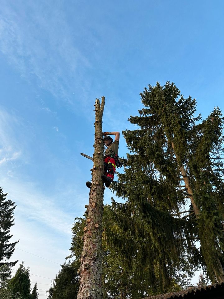 Baumpflege, Baumschnitt, Baumfällung, Baum fällen in Wiesbaden