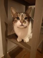 freundliche und verschmuste Katze sucht Zuhause Parchim - Landkreis - Brüel Vorschau