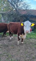 Hereford  Kuh  mit Absetzer Niedersachsen - Hörden am Harz Vorschau