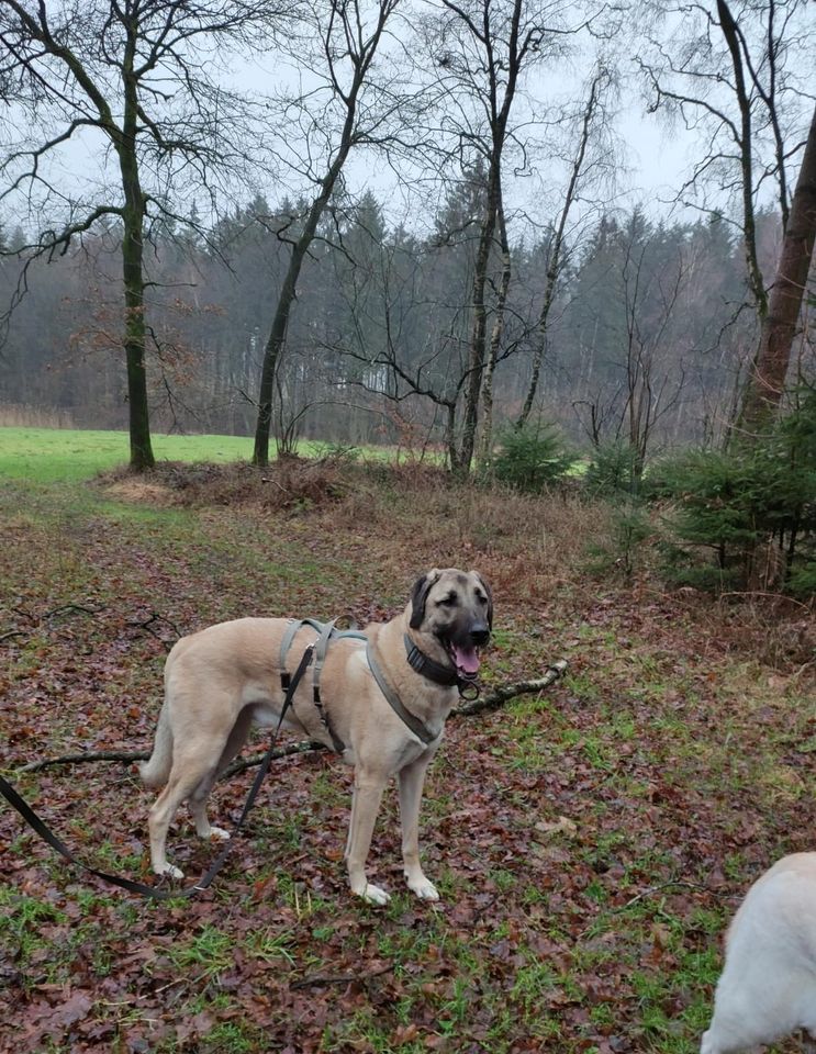 Traumzuhause für Rüde aus dem Tierschutz gesucht in Vaalermoor 