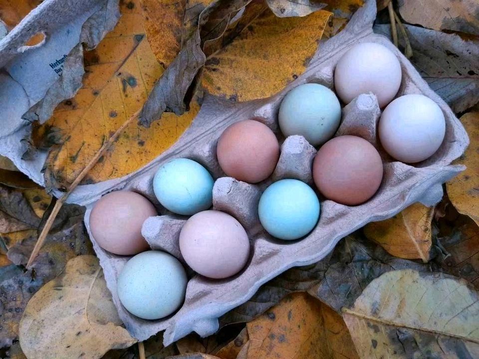 Bio Speiseeier/ Hühnereier /Eier in Oberheldrungen