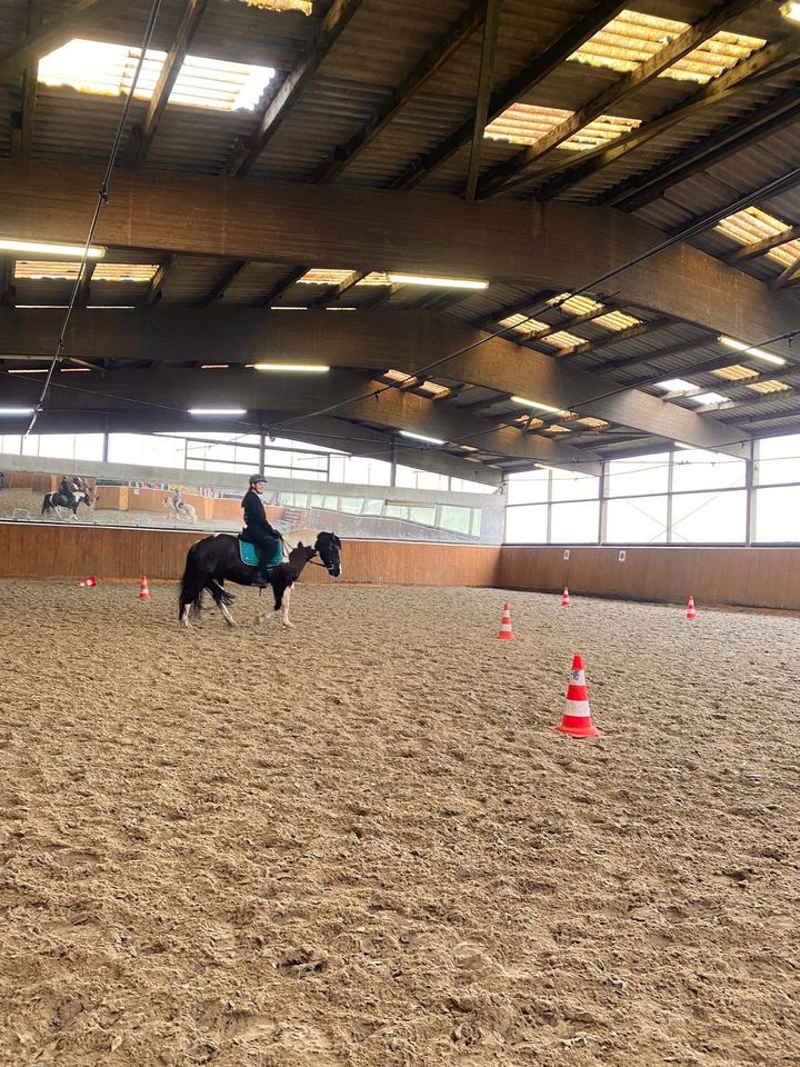 Wir suchen eine zuverlässige Reitbeteiligung für Sportpony in Hohenlockstedt