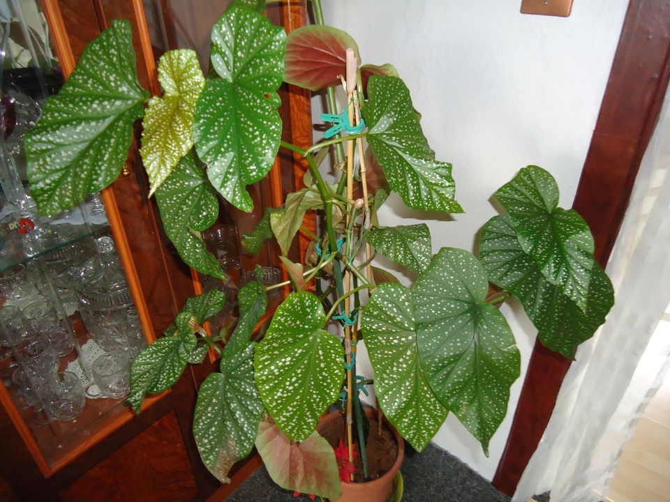"Begonia", Punktblume in Eisleben