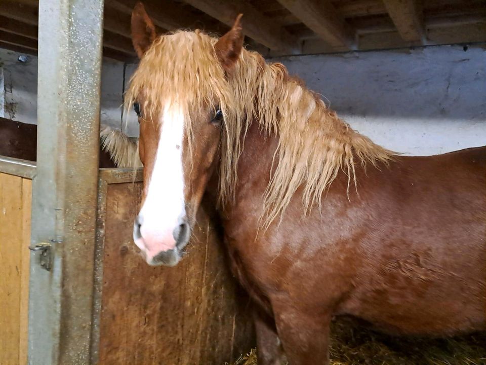 Schwarzwälder Fuchs Kaltblut Wallach 3 Jahre  Stm. ca. 150 cm in Bretzfeld