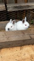 Kaninchen Babys Nordrhein-Westfalen - Waldbröl Vorschau