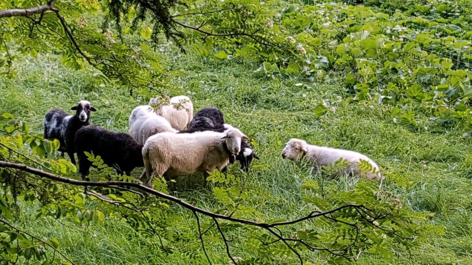 Weide für Schafe und Ziegen oder Alpakas und Lama in Buchenberg