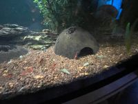 Unterschiedliche Aquarium Garnelen und Schnecken zu verkaufen Baden-Württemberg - Bad Herrenalb Vorschau