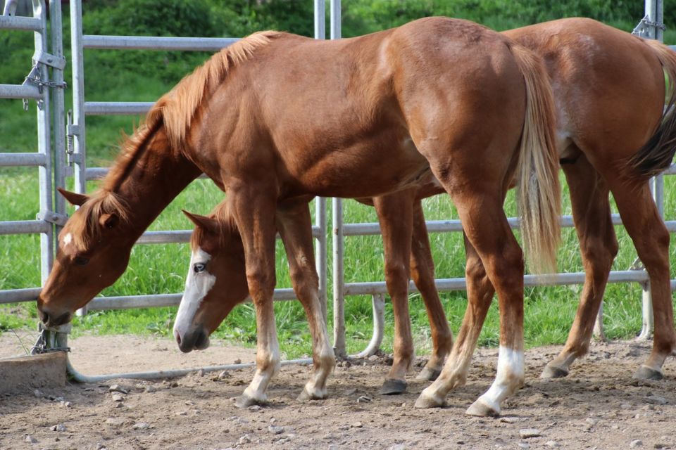 Jährling Quarter Horse Wallach in Schwarzach