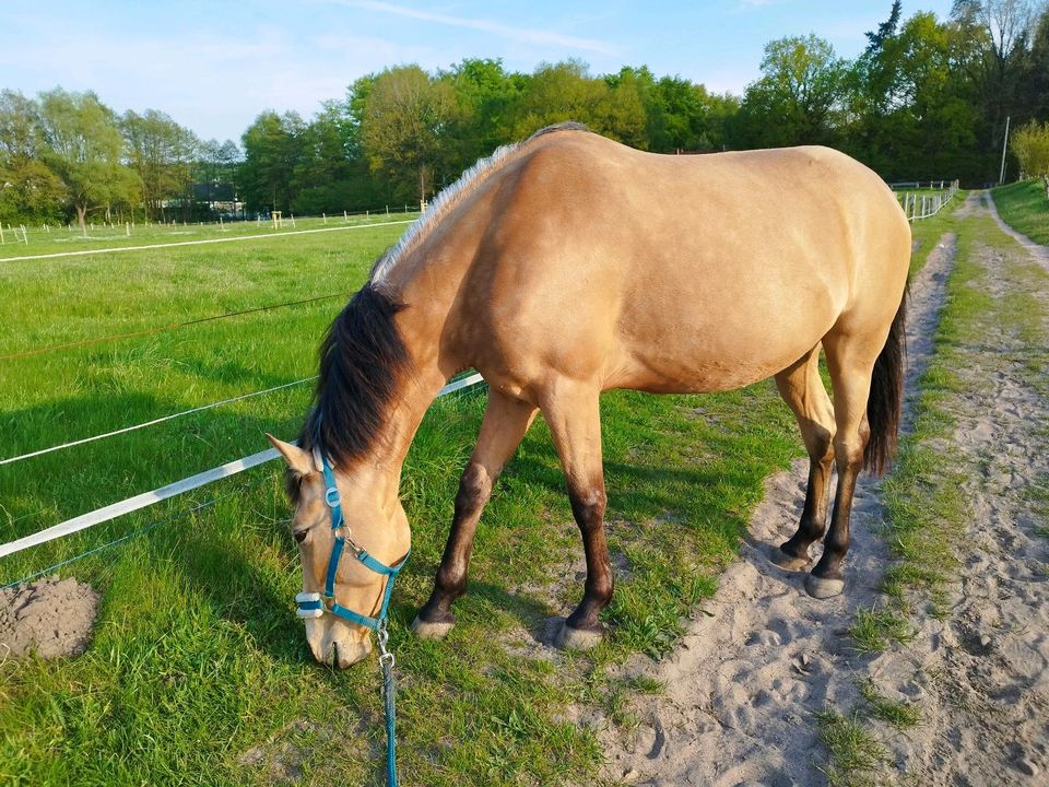 Suche Reitbeteiligung ( Pferd sucht Reiter ) in Lübeck