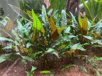 10X Cryptocoryne wendtii 'Mi Oya Bayern - Igling Vorschau