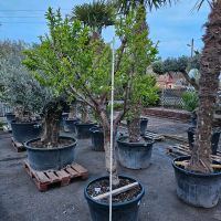 Mandelbaum Prunus Dulcis Hessen - Wiesbaden Vorschau