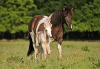 Isländer, Islandpferd, Stute, Rappisabellschecke Lüneburger Heide - Neuenkirchen Vorschau