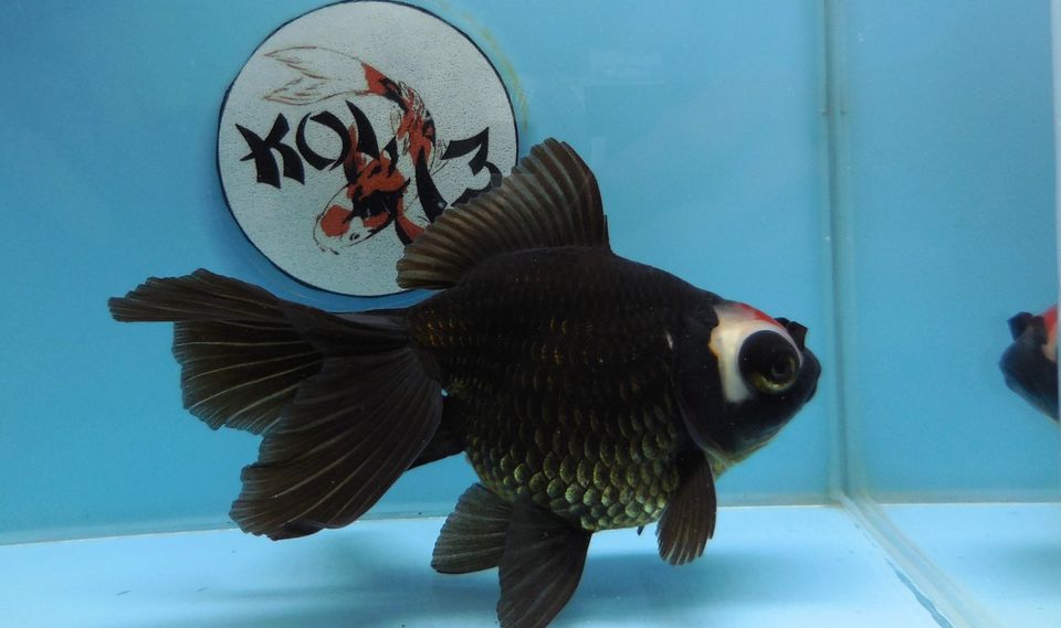 KOI 13 Anz. 11. 2024 - Goldfisch - Schleierschwanz - Oranda & Co in Kerpen