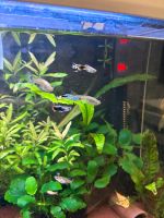 10 bunte Baby Guppys Aquariumfische Köln - Esch Vorschau