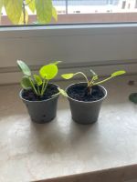 Mini pilea München - Au-Haidhausen Vorschau