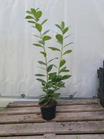 10 x Kirschlorbeer Prunus Novita 80-100 cm inkl. Versand Niedersachsen - Scheeßel Vorschau