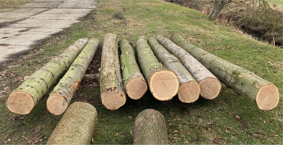 Roteiche Stammware Nutzholz in Starkenberg