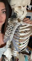 Anatomie Skelett Kaufen oder Leihen Baden-Württemberg - Ostfildern Vorschau