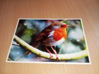 Rotkehlchen Vogel Postkarte Vintage schön Kreis Pinneberg - Elmshorn Vorschau