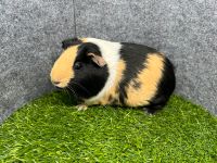 ♥️ Meerschweinchen Dame Vivi sucht Dich ♥️ Nordrhein-Westfalen - Mönchengladbach Vorschau