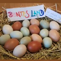 Bunte Eier, Frischeier und Bruteier Bayern - Schalkham Vorschau