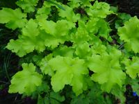 Heuchera villosa 'Lime Marmalade' Silberglöckchen gelbgrüne Blätt Niedersachsen - Bad Pyrmont Vorschau