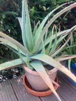 Aloe Vera Pflanzen von klein bis ganz groß…. Niedersachsen - Walkenried Vorschau