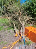Brennholz Feuerholz zu verschenken Nordfriesland - Garding Vorschau
