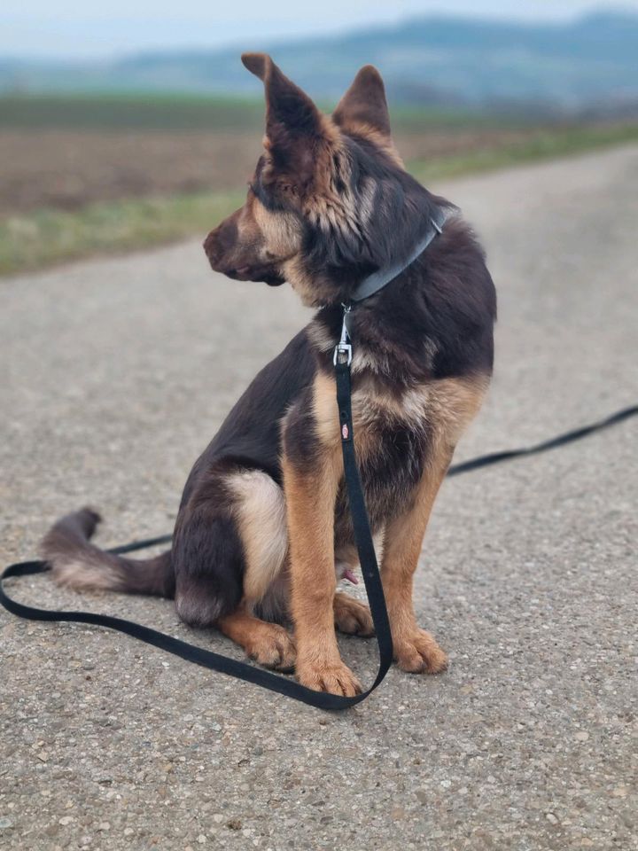 Labrador -  Deutscher Schäferhund Mix in Ansbach