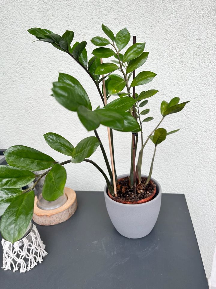 Glücksfeder Pflanze Zimmerpflanze Grünpflanze mit Topf Grau in Dresden