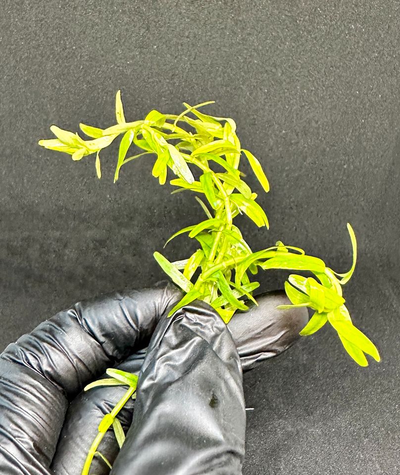 15x Rotala rotundifolia Green Grünblättrige Rotala Aquarium in Frechen