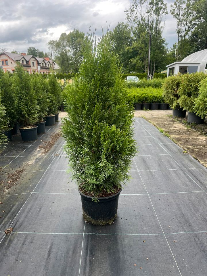 LEBENSBAUM THUJA SMARAGD BRABANT TOP HECKPFLANZEN in Würzburg