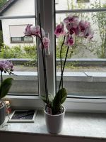 Orchidee mit Topf Bayern - Senden Vorschau