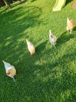 Hühner 4 Stück mit Hühner Haus echt holz Nordrhein-Westfalen - Castrop-Rauxel Vorschau