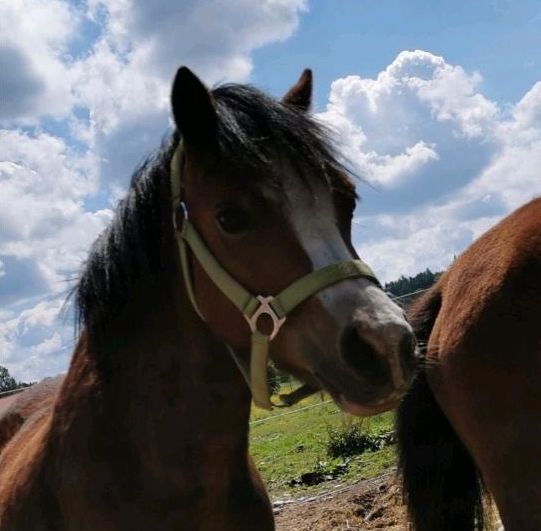 Reitunterricht für Kinder und Jugendliche in Weilheim i.OB