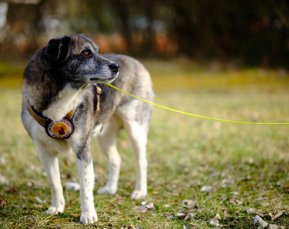 Stormi sucht sein Für-immer-zu Hause in Mengkofen