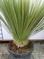 Yucca rostrata - Palmlilie 80/80cm Hessen - Dreieich Vorschau