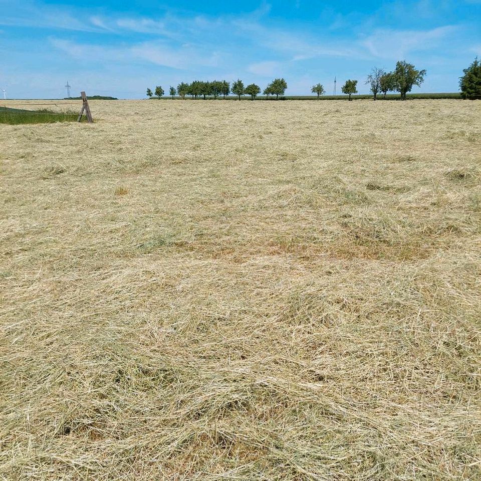 Verkaufe Heu Ernte 2023 in Schmoelln