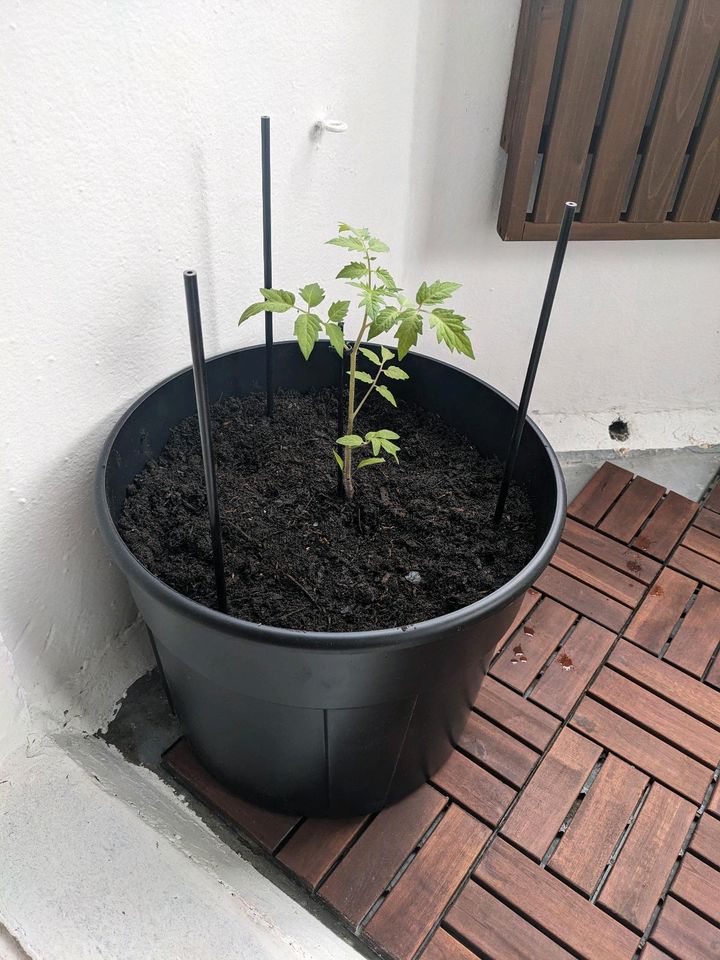 Topf für Tomatenpflanze 28l in Berlin