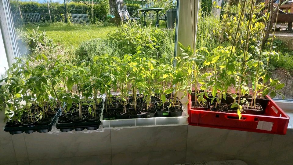 Tomatenpflanzen alte Sorten alle Farben, noch ein Paar Zucchini in Ettlingen