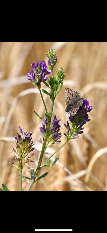 30 Samen Echte Luzerne, Naturgarten Schmetterling Saatgut Garten in Baldham