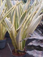 Sansevieria aubrytniana lauren Sachsen-Anhalt - Jessen (Elster) Vorschau