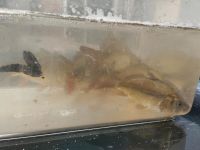 Karpfen Teichfische Besatzfische Gartenteich aquaponic Niedersachsen - Gieboldehausen Vorschau