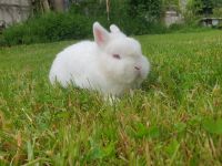 Zwergkaninchen, Hermelin Kaninchen Roten Augen Saarland - Schmelz Vorschau