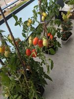 Samen Tomaten Kübel Balkon Sliwki Mini München - Hadern Vorschau