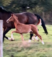 Hengst 06/2023 Ellis (Escolar x Dimaggio)x Lontontime x Rotspon Niedersachsen - Rodenberg Vorschau